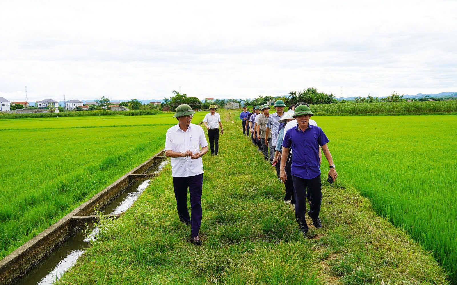 Chủ động các giải pháp bảo vệ sản xuất vụ Hè - Thu trước nguy cơ mưa lớn, ngập úng