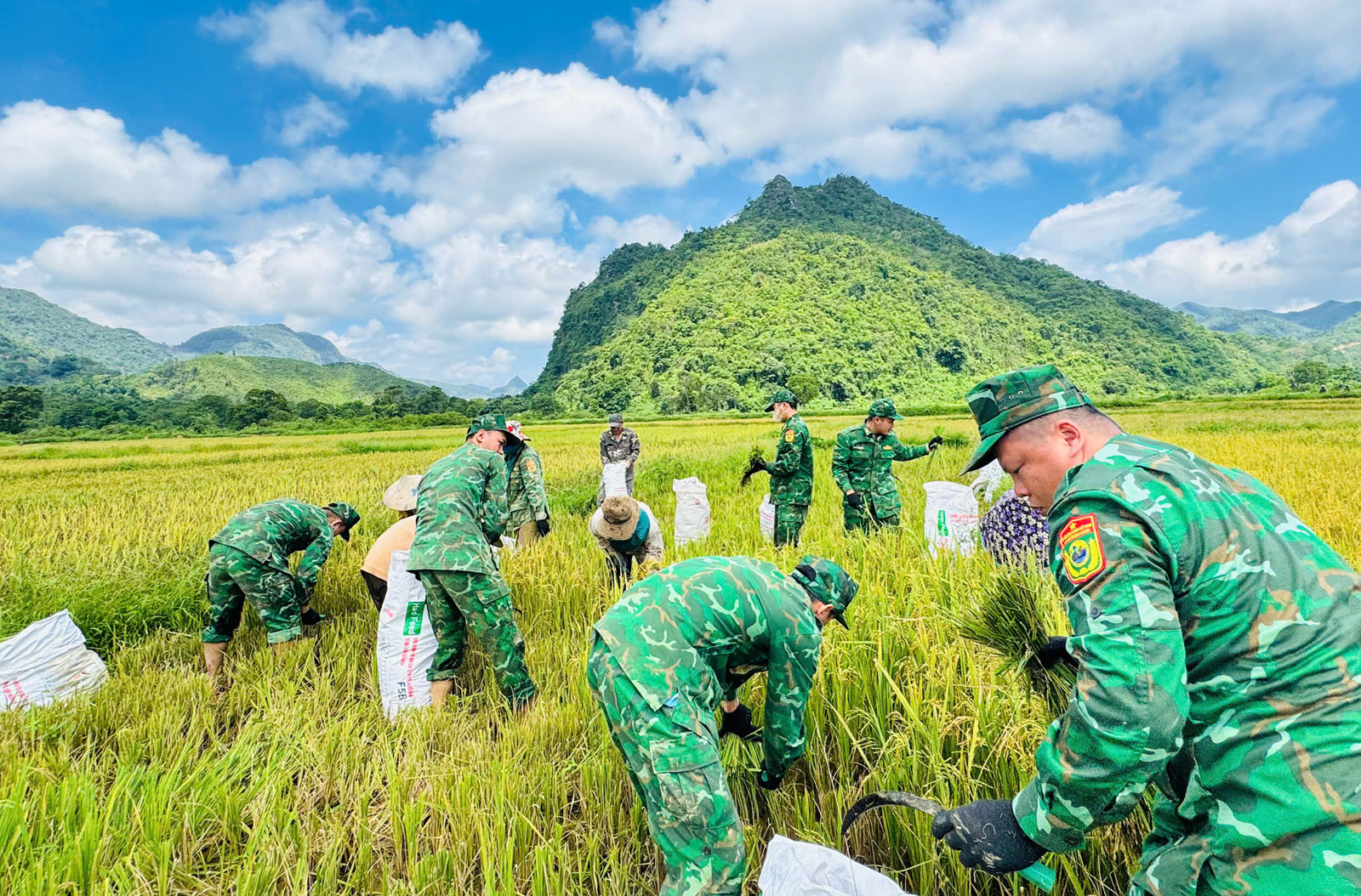 Quảng Trị: Rộn ràng màu áo xanh trên những cánh đồng biên giới