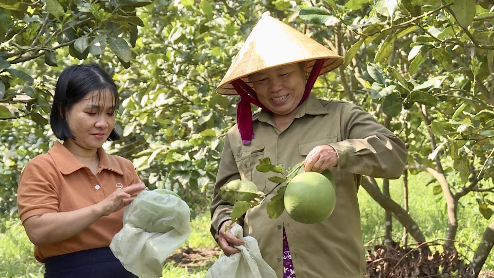 Vườn mẫu tạo động lực phát triển kinh tế, nâng tầm nông thôn mới ở Trường Phú